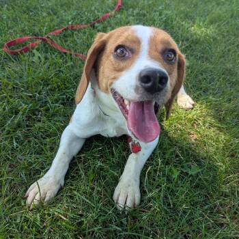 Terk -  Beagle Dog for Adoption in Valparaiso, Indiana - Terk | PetCurious