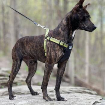 AMARE (Murray) -  Mixed Breed Dog for Adoption in Washington, Pennsylvania - AMARE (Murray) | PetCurious
