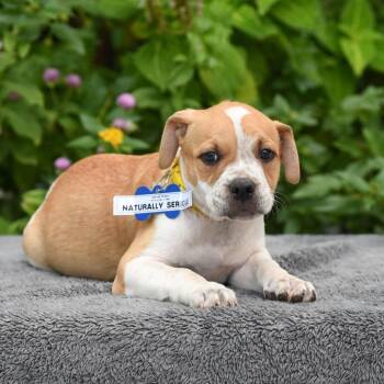 Naturally Serious -  Pit Bull Terrier Dog for Adoption in Wake Forest, North Carolina - Naturally Serious | PetCurious