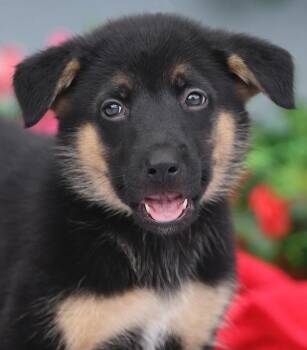 Nemo von Nala -  German Shepherd Dog Dog for Adoption in Los Angeles, California - Nemo Von Nala | PetCurious