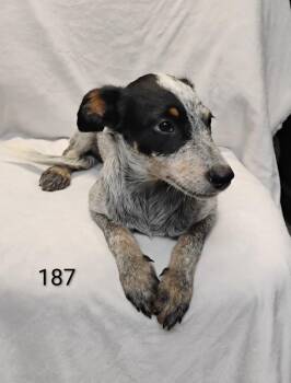 Bella #187 -  Australian Cattle Dog Blue Heeler Dog for Adoption in New Lexington, Ohio - Bella #187 | PetCurious