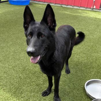 Olivia 9192 -  German Shepherd Dog Dog for Adoption in Loxahatchee Groves, Florida - Olivia 9192 | PetCurious