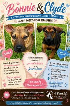 Bonnie and Clyde -  Shepherd and Hound Dog for Adoption in Danielsville, Georgia - Bonnie And Clyde | PetCurious