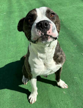 Rescue Mixed Breed Dogs for Adoption in Warren, Michigan - Tiger | PetCurious