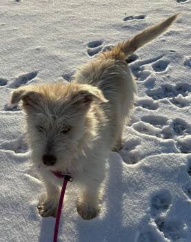 West Highland White Terrier Westie and Mixed Breed Dogs Available for Adoption - Mussels | PetCurious