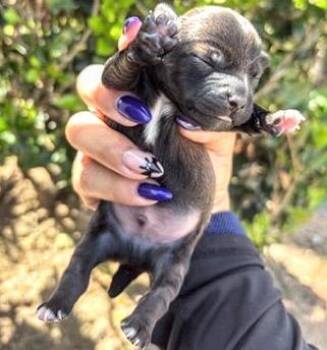 A658155 -  Rat Terrier and Yorkshire Terrier Dog for Adoption in Houston, Texas - A658155 | PetCurious