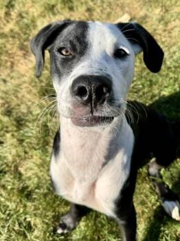 Ash -  Mixed Breed Dog for Adoption in Wichita, Kansas - Ash | PetCurious