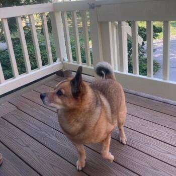 Shiba Inu and Mixed Breed Dogs Available for Adoption in Bellingham, Washington - Sudder | PetCurious