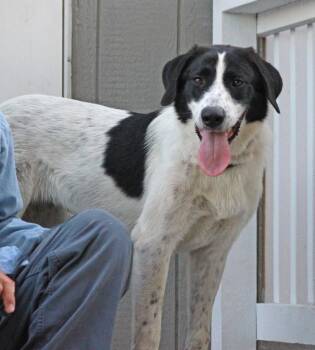 Maggie -  Great Pyrenees and English Pointer Dog for Adoption in Wantagh, New York - Maggie | PetCurious