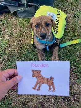Poseidon -  Labrador Retriever Dog for Adoption in Vancouver, Washington - Poseidon | PetCurious