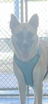 Rescue Shepherd Dogs for Adoption in Converse, Texas - Stella | PetCurious