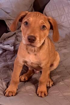 Frazier -  Labrador Retriever Dog for Adoption in Mobile, Alabama - Frazier | PetCurious