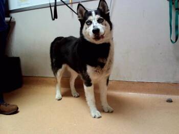 RIDLEY -  Siberian Husky Dog for Adoption in Martinez, California - RIDLEY | PetCurious