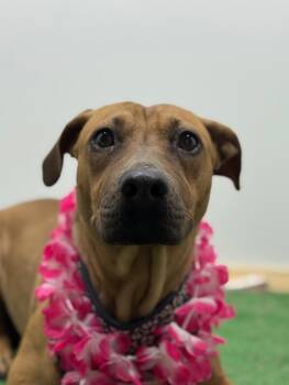 Dakota-One of our Amazing Rescue Dogs -  Black Mouth Cur and Pit Bull Terrier Dog for Adoption in Carlsbad, California - Dakota-One Of Our Amazing Rescue Dogs | PetCurious
