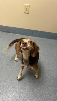 Shelley Duvall -  Beagle Dog for Adoption in Suffolk, Virginia - Shelley Duvall | PetCurious