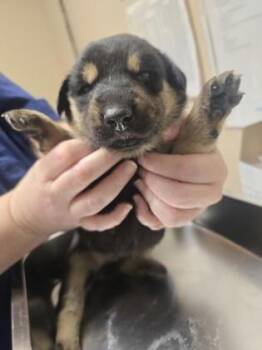 Cavendish -  Mixed Breed Dog for Adoption in Roseville, California - Cavendish | PetCurious