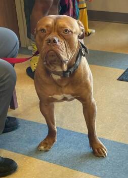 Dogue De Bordeaux Dogs Available for Adoption in Little Elm, Texas - Bowser | PetCurious