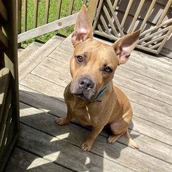 Rescue Mixed Breed Dogs for Adoption in Midland, Michigan - Velma In Foster | PetCurious