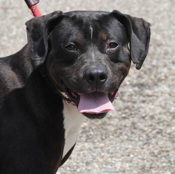 Terrier Dogs Available for Adoption in Millfield, Ohio - Axle | PetCurious