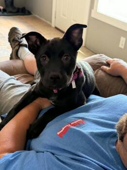 Shandy -  Chow Chow and Black Labrador Retriever Dog for Adoption in Brunswick, Maine - Shandy | PetCurious