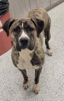Charlie -  Mastiff and American Bulldog Dog for Adoption in Kansas City, Missouri - Charlie | PetCurious