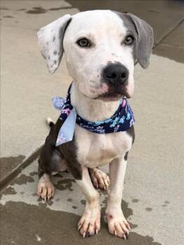 CHAMBER -  Pit Bull Terrier and Mixed Breed Dog for Adoption in Tulsa, Oklahoma - CHAMBER | PetCurious