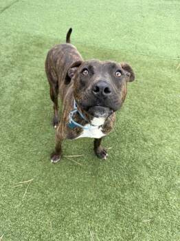 Mixed Breed Dogs Available for Adoption in Truckee, California - Zack | PetCurious
