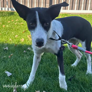 Rescue Border Collie and Mixed Breed Dogs for Adoption in Cheyenne, Wyoming - Tati | PetCurious