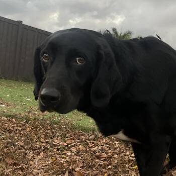 Rescue Black Labrador Retriever Dogs for Adoption in Loxahatchee Groves, Florida - RedBud Aka Jay | PetCurious