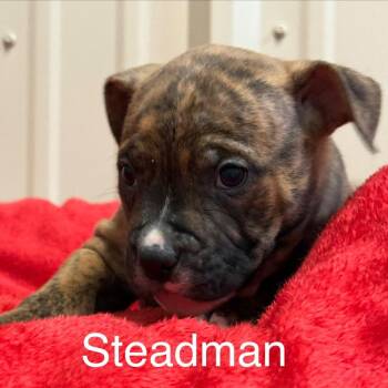 Staffordshire Bull Terrier Dogs Available for Adoption - Steadman | PetCurious