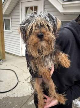 Coco -  Yorkshire Terrier and Mixed Breed Dog for Adoption in East Brookfield, Massachusetts - Coco | PetCurious