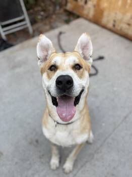 Rescue Carolina Dog and Labrador Retriever Dogs for Adoption in Palos Verdes Estates, California - Clifford / Urgent! | PetCurious