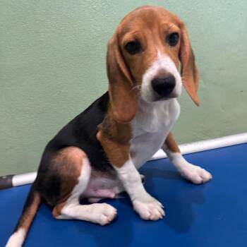 ??H6 3885 -  Beagle Dog for Adoption in Loxahatchee Groves, Florida - ??H6 3885 | PetCurious