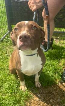 Rescue Mixed Breed Dogs for Adoption in Scott, Louisiana - Mae | PetCurious