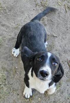 Basset Hound Dogs Available for Adoption in Willcox, Arizona - Hawthorne | PetCurious