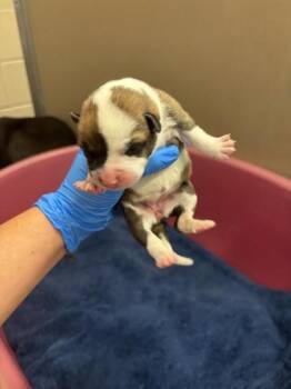 AUBREE -  Australian Cattle Dog Blue Heeler and Mixed Breed Dog for Adoption in Albuquerque, New Mexico - AUBREE | PetCurious