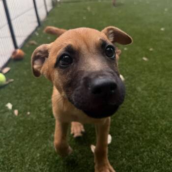 Mixed Breed Dogs Available for Adoption in Loxahatchee Groves, Florida - Stitch 5065 | PetCurious