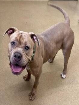 JENGA -  American Bulldog and Mixed Breed Dog for Adoption in Derwood, Maryland - JENGA | PetCurious