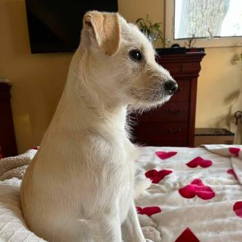 Daisy Mae -  Mixed Breed Dog for Adoption in Dover, New Hampshire - Daisy Mae | PetCurious