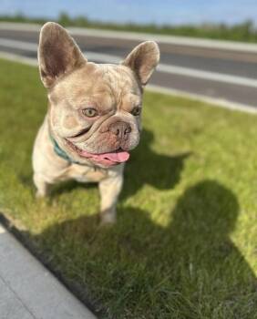 Roscoe -  French Bulldog Dog for Adoption in Vancouver, Washington - Roscoe | PetCurious