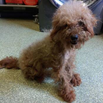 Tai Chi* -  Poodle Dog for Adoption in San Gabriel, California - Tai Chi* | PetCurious