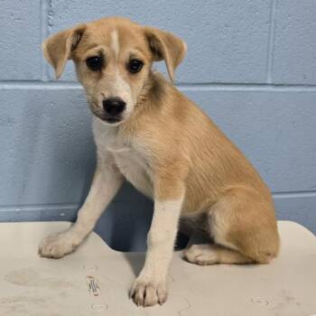 Pickle -  Mixed Breed Dog for Adoption in New York, New York - Pickle | PetCurious
