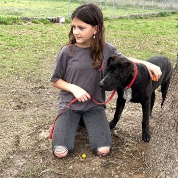 Black Labrador Retriever Dogs Available for Adoption in Bartlett, Tennessee - Noel | PetCurious
