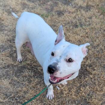 Carnation -  Pit Bull Terrier Dog for Adoption in Austin, Texas - Carnation | PetCurious