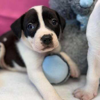 Zhara -  American Staffordshire Terrier and Mixed Breed Dog for Adoption in Tacoma, Washington - Zhara | PetCurious