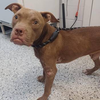 Sweet Child -  American Bulldog and Mixed Breed Dog for Adoption in Hattiesburg, Mississippi - Sweet Child | PetCurious