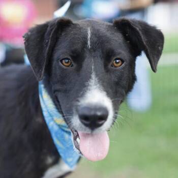 RAMONA -  Labrador Retriever Dog for Adoption in San Antonio, Texas - RAMONA | PetCurious