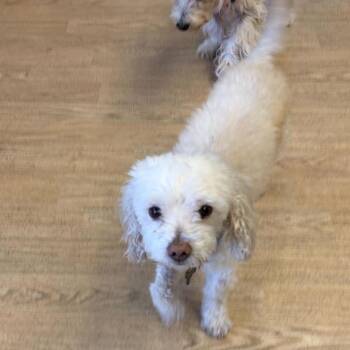 Lou Bega 14532 -  Maltese and Miniature Poodle Dog for Adoption in San Francisco, California - Lou Bega 14532 | PetCurious