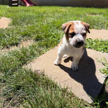 Pesto -  Shepherd and Pit Bull Terrier Dog for Adoption in East St. Louis, Illinois - Pesto | PetCurious