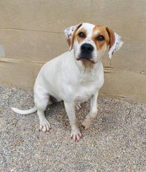 Tequila (7141) -  Labrador Retriever Dog for Adoption in Lake City, Michigan - Tequila (7141) | PetCurious
